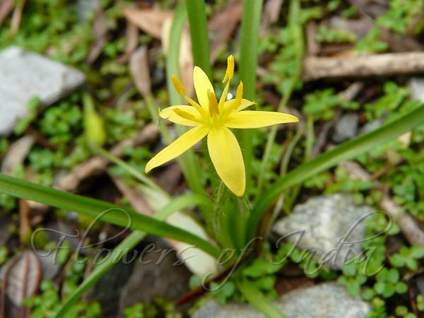 Golden Star Grass